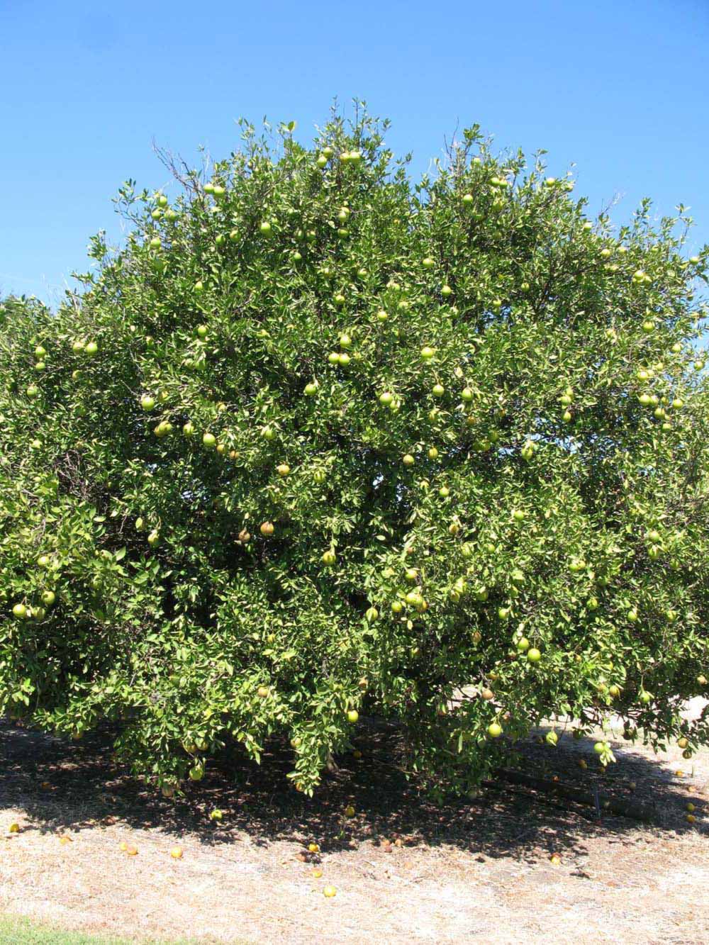            Habit (Winter Haven, FL)   
